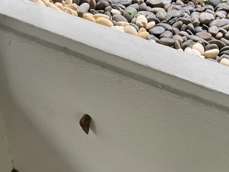 ガーデン内のカタツムリ