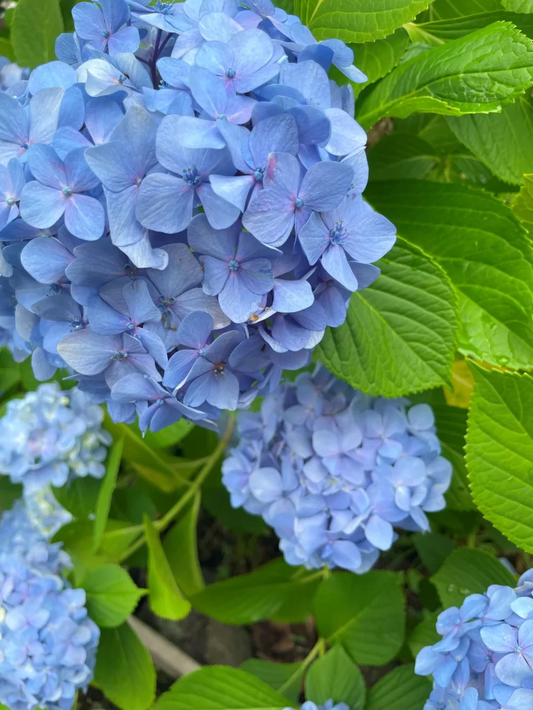 アジサイ