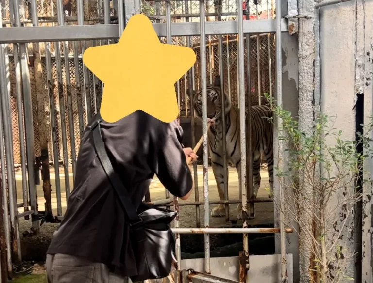 エレファントキャンプでトラのエサやり