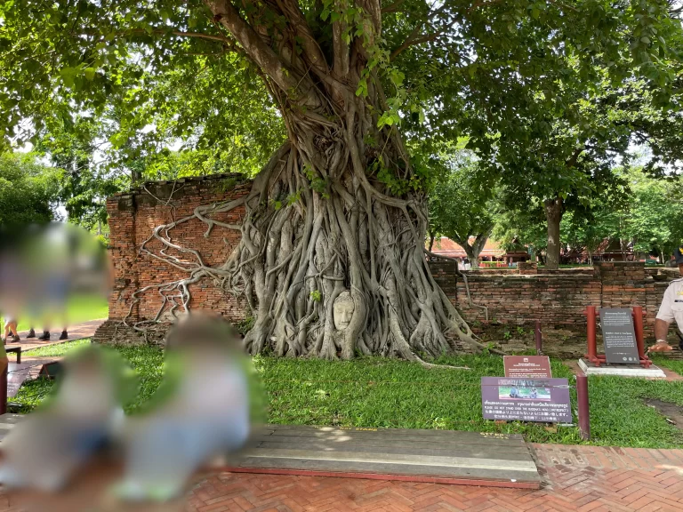 菩提樹に覆われた仏頭
