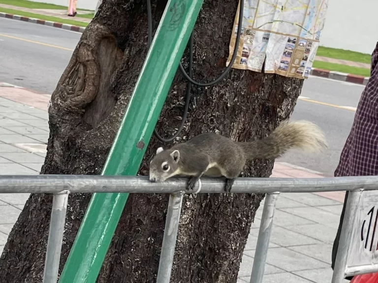 ワット･ポー近くのリス