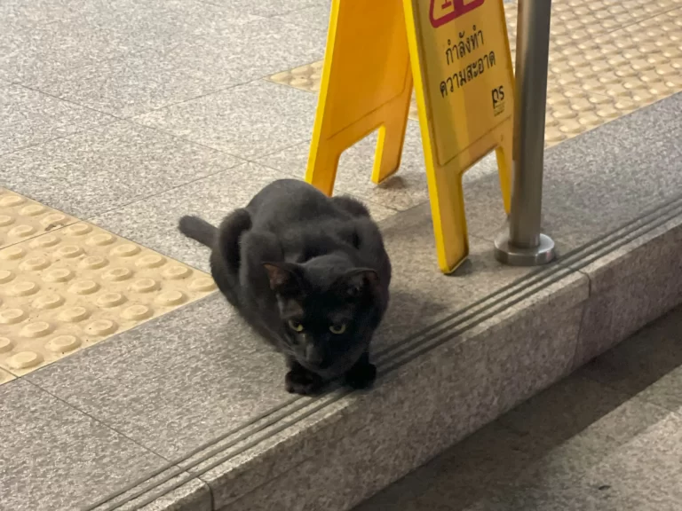 黒猫